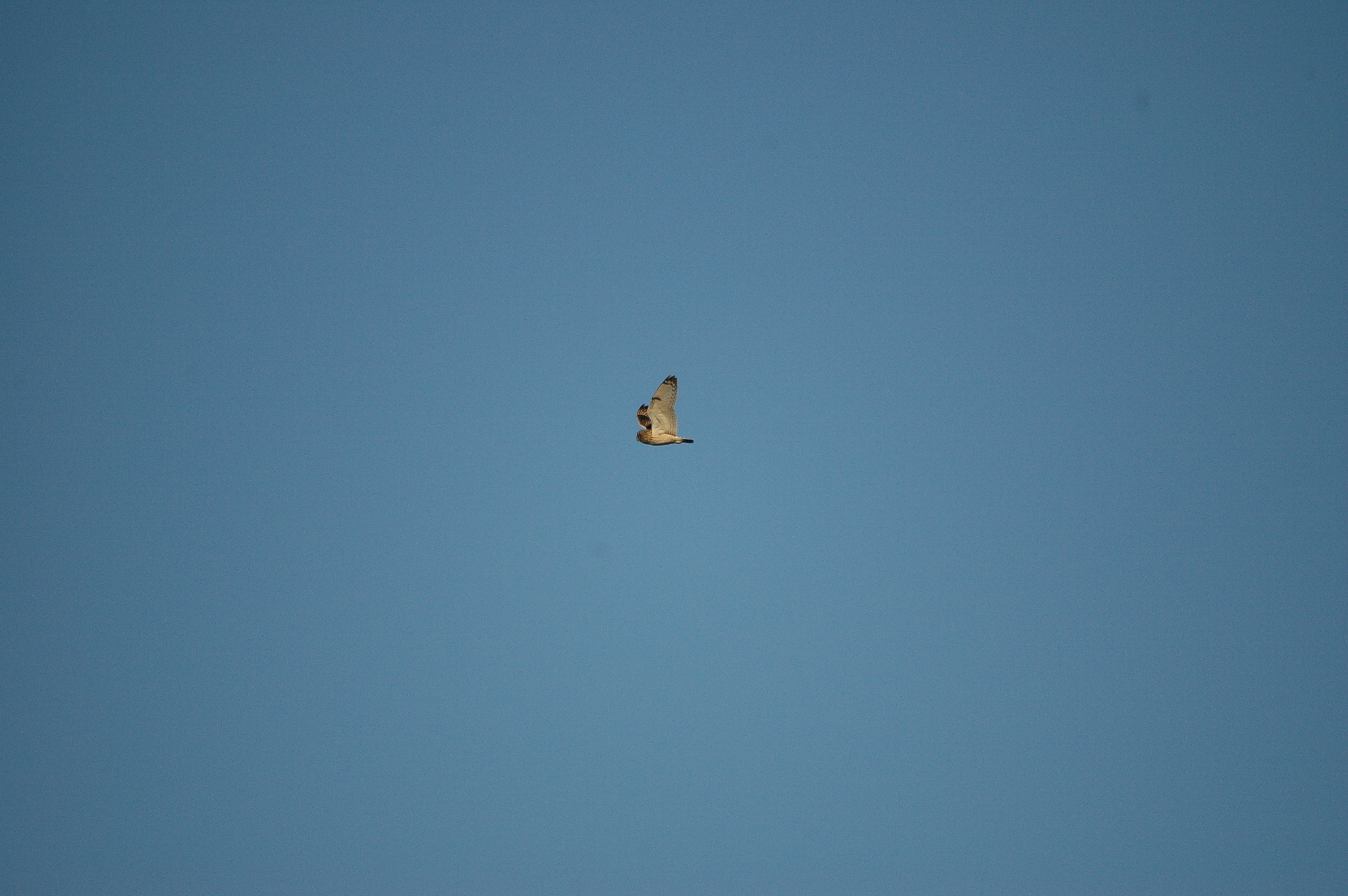 photos/wildlife/Bird_Species/085-Typical_Owls/2826-Short-eared Owl/DSC_4769.JPG